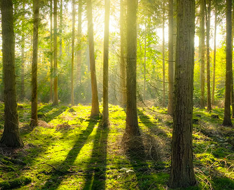 愛的天使-空氣凈化器電商平臺|一網(wǎng)天行-網(wǎng)站建設(shè)小程序APP系統(tǒng)軟件開發(fā)公司